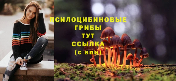прущие грибы Медногорск